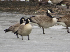 Branta hutchinsii hutchinsii