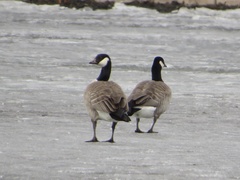 Branta hutchinsii hutchinsii
