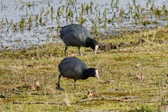 Fulica atra