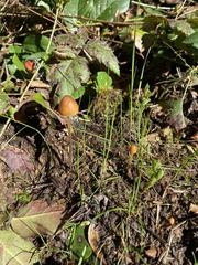 Conocybe coprophila