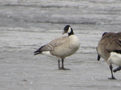 Branta hutchinsii hutchinsii