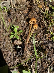 Conocybe coprophila