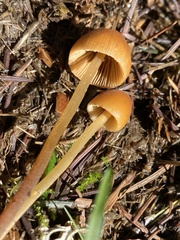Conocybe coprophila