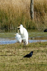 Ardea alba