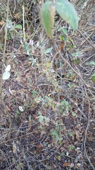 Dyschoriste microphylla