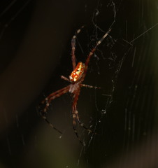 Argiope ocula
