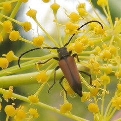 Cribroleptura otini