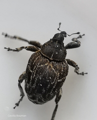 Mogulones geographicus