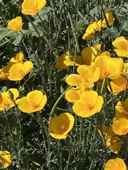 Eschscholzia