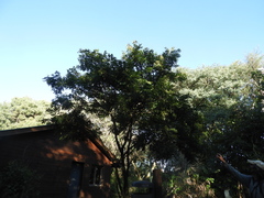 Lonchocarpus nitidus