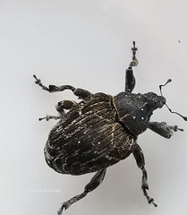 Mogulones geographicus