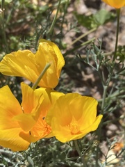 Eschscholzia