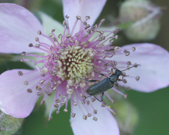 Cortodera femorata