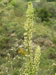 Reseda lanceolata lanceolata