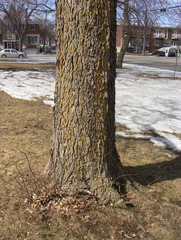 Celtis occidentalis