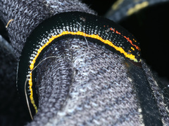Richardsonianus australis