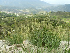 Reseda lanceolata lanceolata