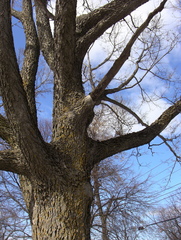 Celtis occidentalis