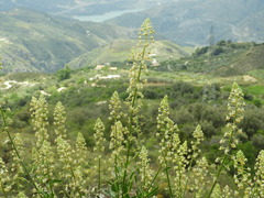 Reseda lanceolata lanceolata