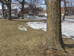 Celtis occidentalis