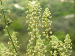 Reseda lanceolata lanceolata
