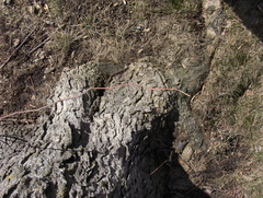Celtis occidentalis