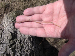 Celtis occidentalis