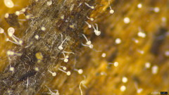 Gloiosphaera