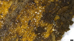 Gloiosphaera