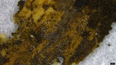 Gloiosphaera
