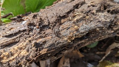 Gloiosphaera