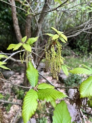 Quercus aliena