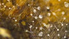 Gloiosphaera