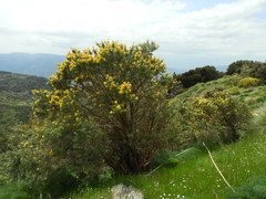 Adenocarpus decorticans