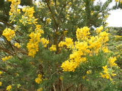 Adenocarpus decorticans