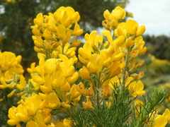 Adenocarpus decorticans
