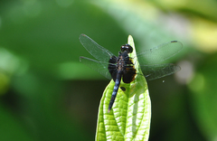 Erythrodiplax unimaculata