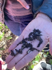 Batrachoseps attenuatus