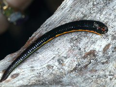 Richardsonianus australis