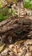 Gloiosphaera