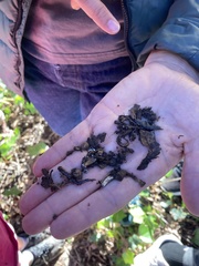 Batrachoseps attenuatus