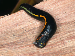 Richardsonianus australis