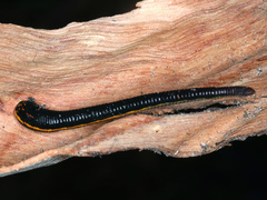 Richardsonianus australis