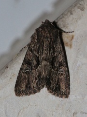 Polymixis trisignata