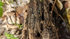 Gloiosphaera