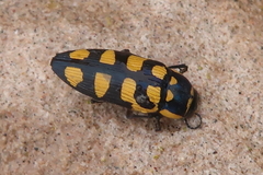 Buprestis magica