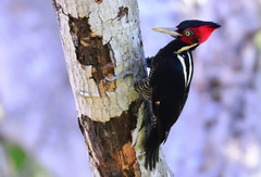 Pale-Billed Woodpecker photo 4