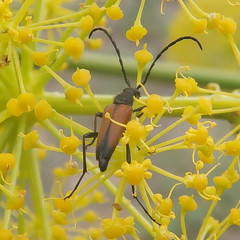 Cribroleptura otini