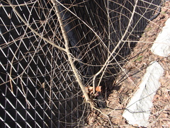 Ulmus pumila