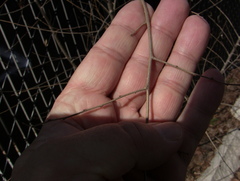Ulmus pumila